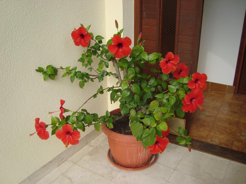 Apartment Adela Kotor Bagian luar foto